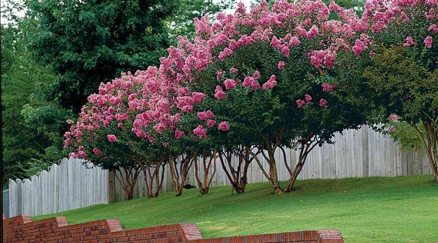 What are the Best Small Trees for a Garden?