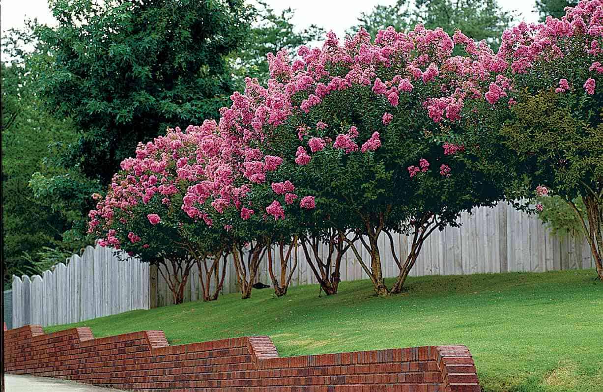 What are the Best Small Trees for a Garden? What are the Best Small Trees for a Garden?