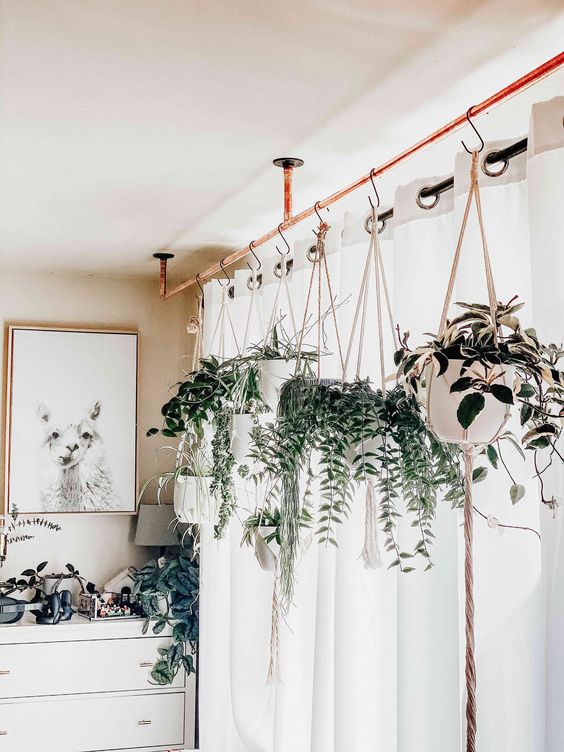 What are the best hanging plants?