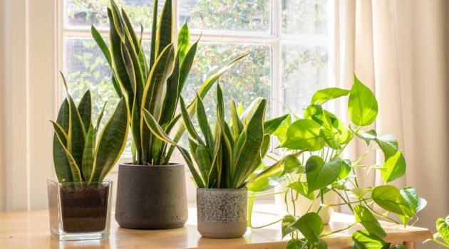 Nature Indoors: Bringing Natural Elements into the Home