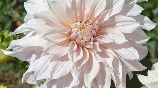 Art in Bloom: Dahlias and Floral Design in Modern Architecture