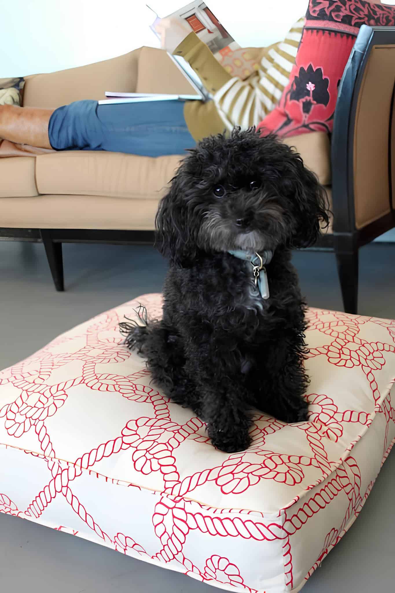 Pet-Friendly Red Pattern Floor Cushion Black dog sitting on white and red rope-patterned DIY floor cushion