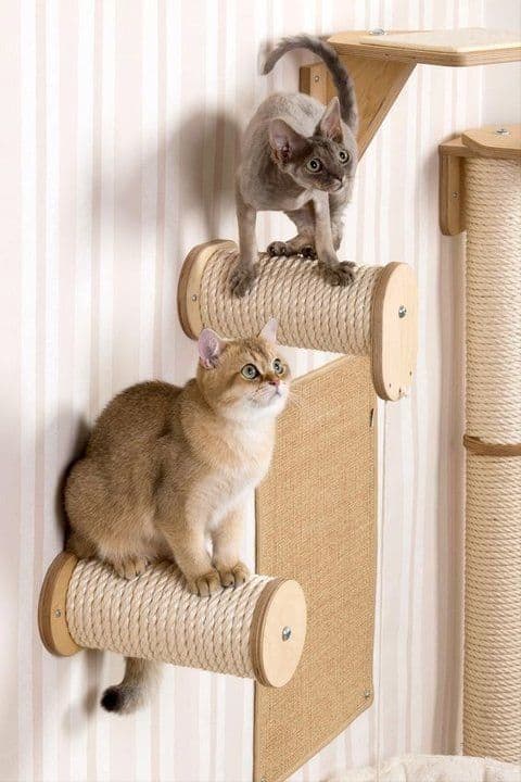 Design Tips for a Fabulous Separate Room for Your Cat Design Tips for a Fabulous Separate Room for Your Cat