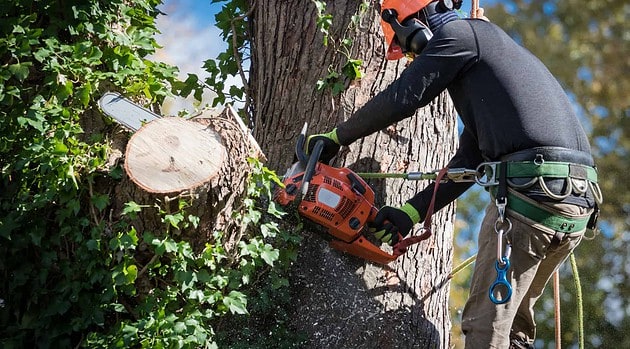 7 Reasons To Remove Your Tree