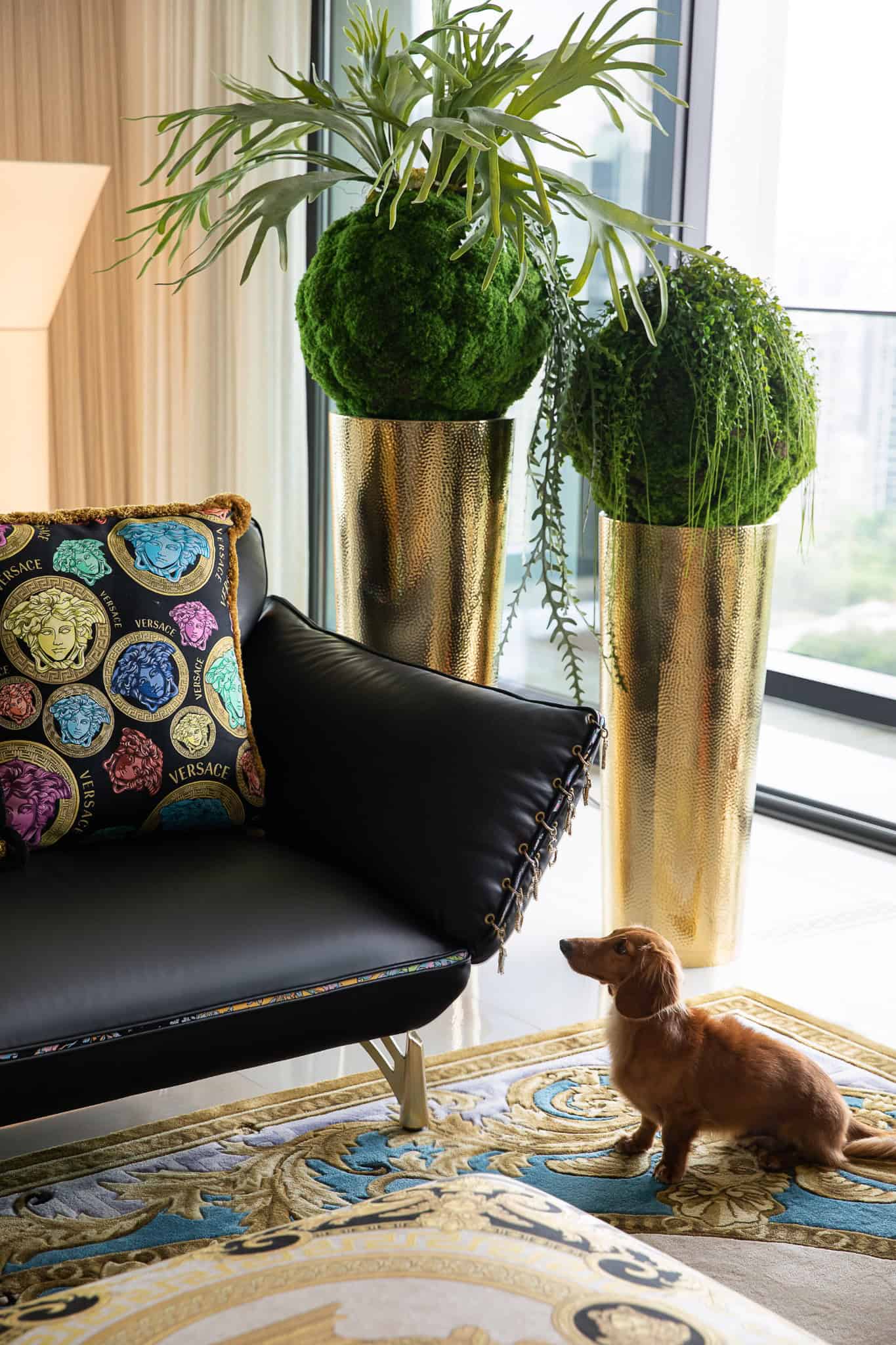 Azure Heights planters and dog in living room by BDSD Boundless Design, Shenzhen, China