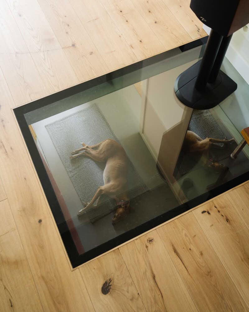 Dog lying on glass floor in modern home interior with wood flooring and a floor lamp.