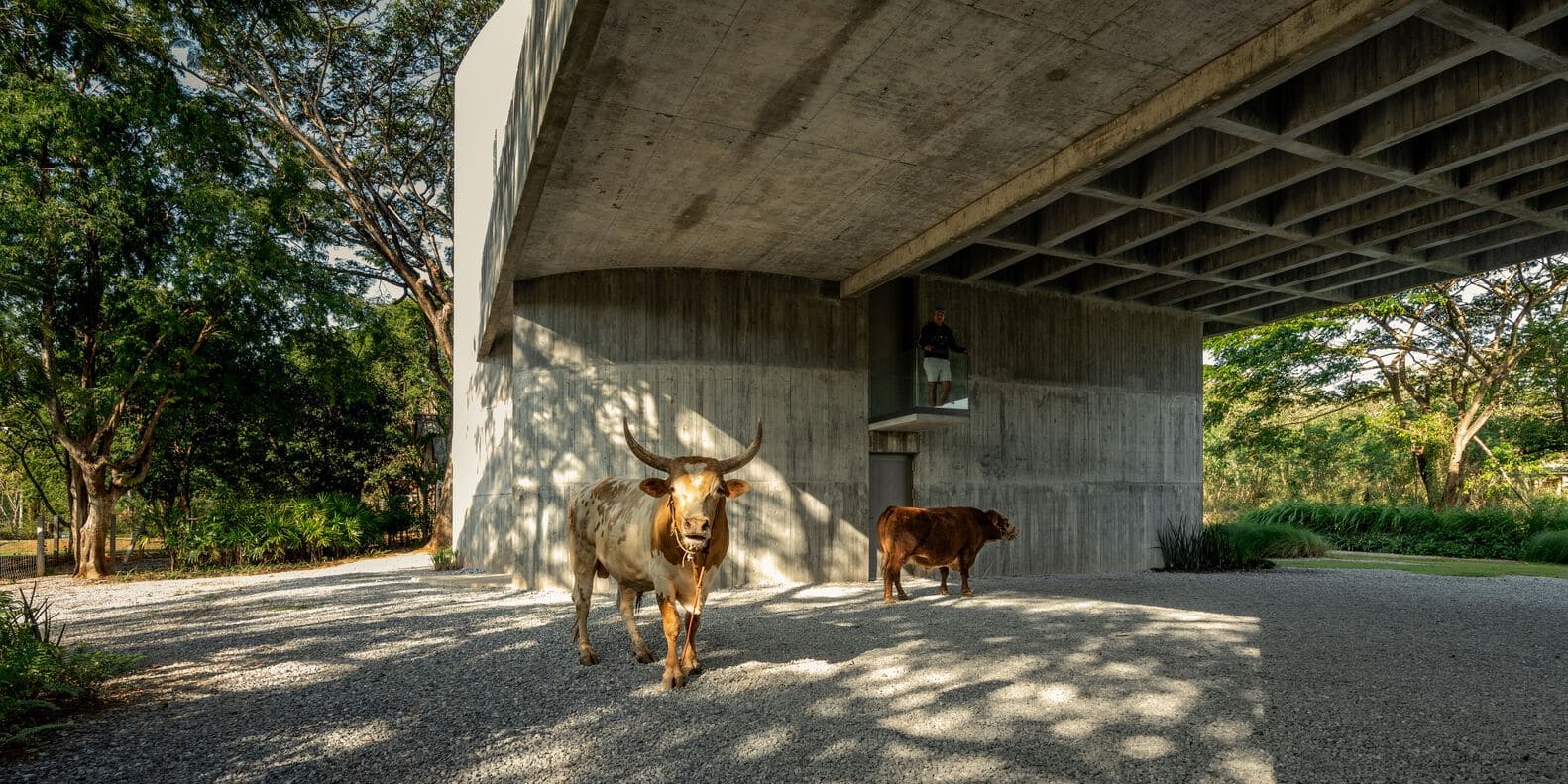 Cattle wandering below elevated W House II by IDIN Architects in Thailand