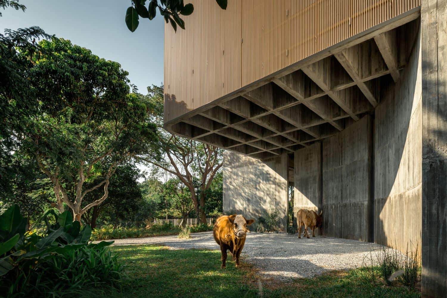 Cattle standing in the shade under W House II by IDIN Architects in Thailand
