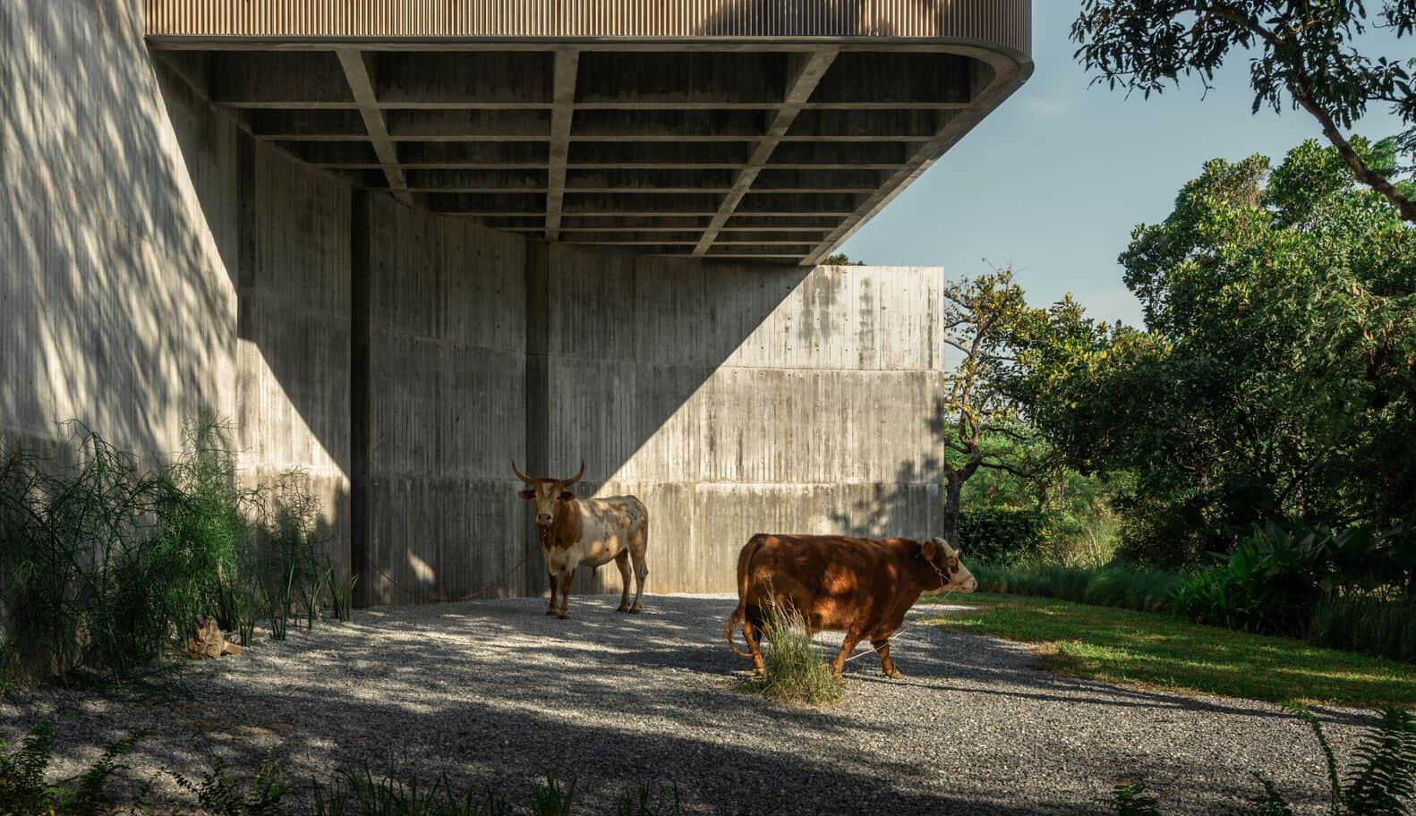 Cows grazing below the elevated concrete W House II by IDIN Architects in Thailand